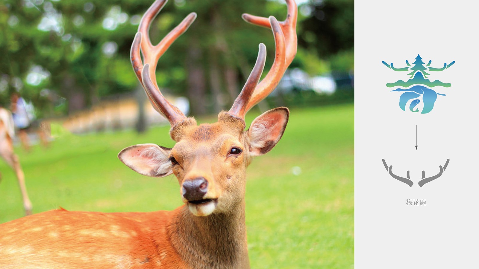 企業(yè)vi設(shè)計報價較低可以選擇嗎