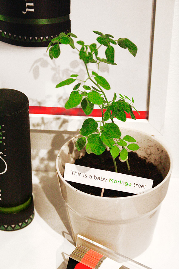 營養(yǎng)品原料幼苗 營養(yǎng)品原料幼苗